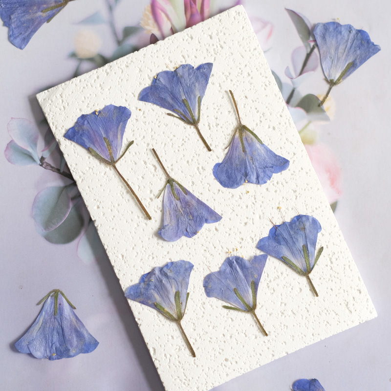 12pcs/3-5cm, Bunga Bluebell Al - Beauty Makeup Bridal ulasan dan harga