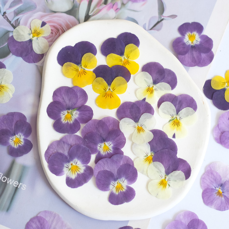 12 pcs, Bunga Pansy Kering Ala - Beauty Makeup Bridal ulasan dan harga